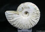 Inch Silver Iridescent Ammonite From Madagascar #1921-1
